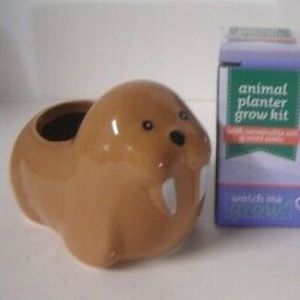 - Walrus mini planter succulents animals